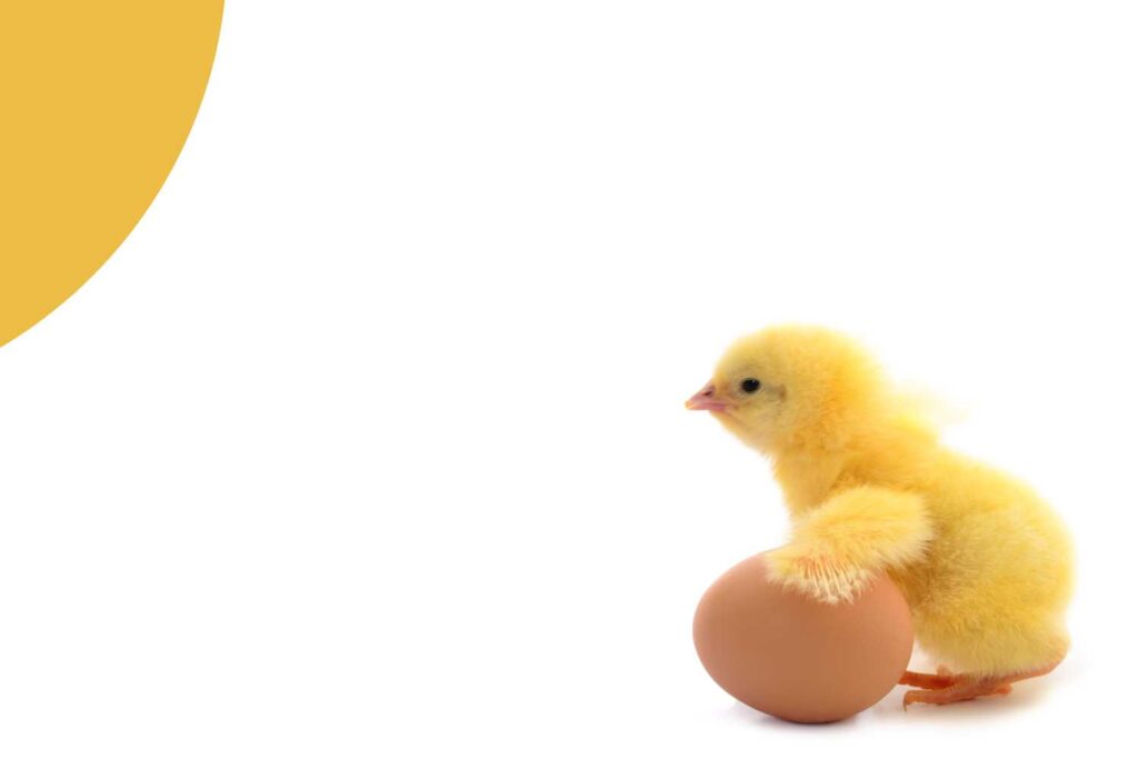 Design vs content: the chicken and egg dilemma 